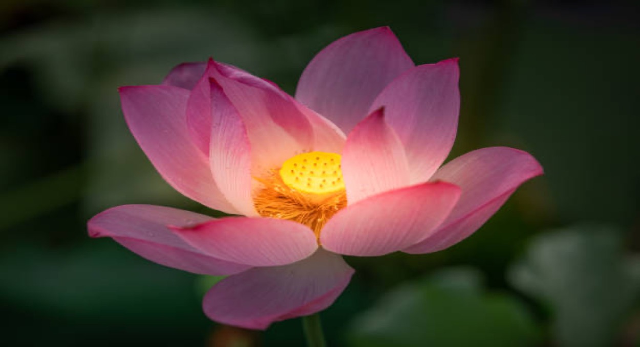 Luật sở hữu trí tuệ
